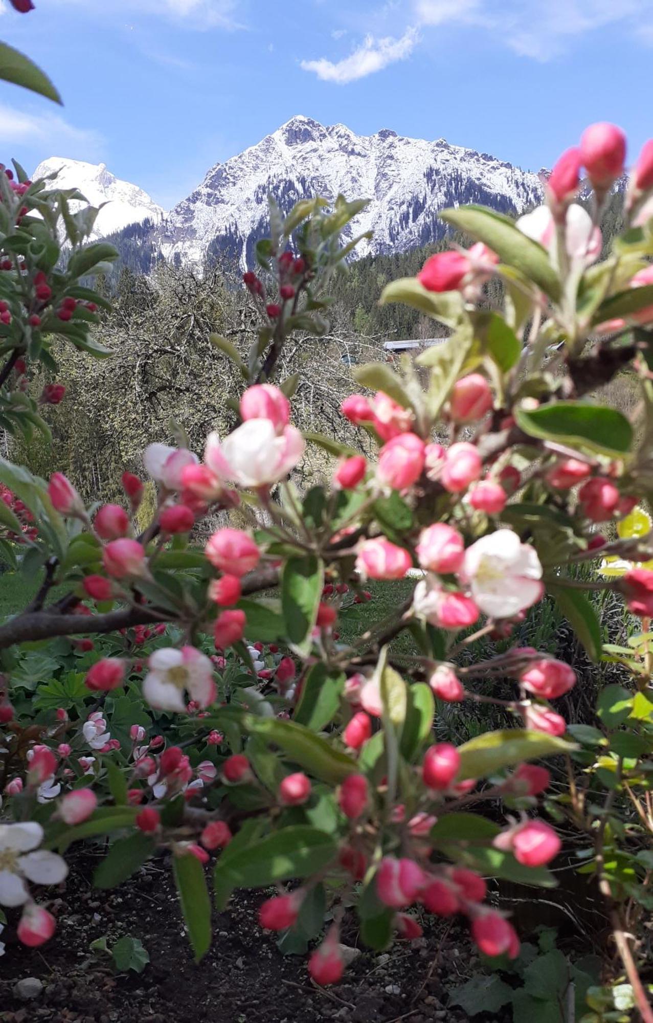 Pension Trillerhof Ramsau am Dachstein Esterno foto